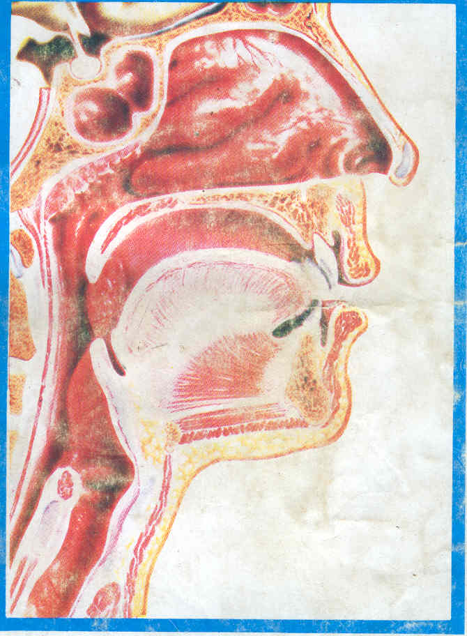 nose.jpg