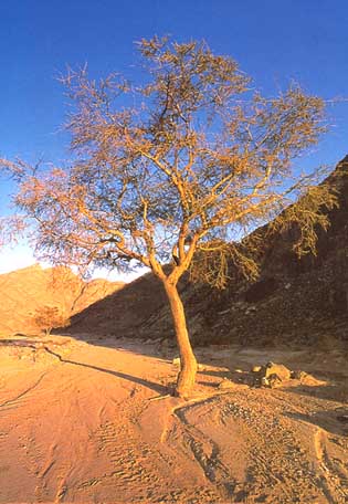 sinai1.jpg