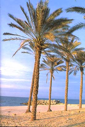 sinai4.jpg